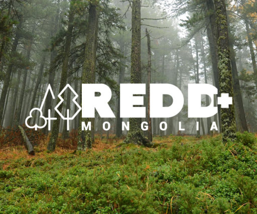 REDD+